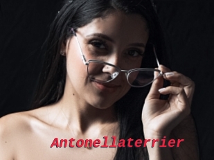 Antonellaterrier