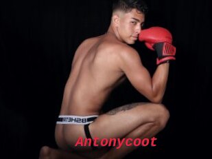 Antonycoot